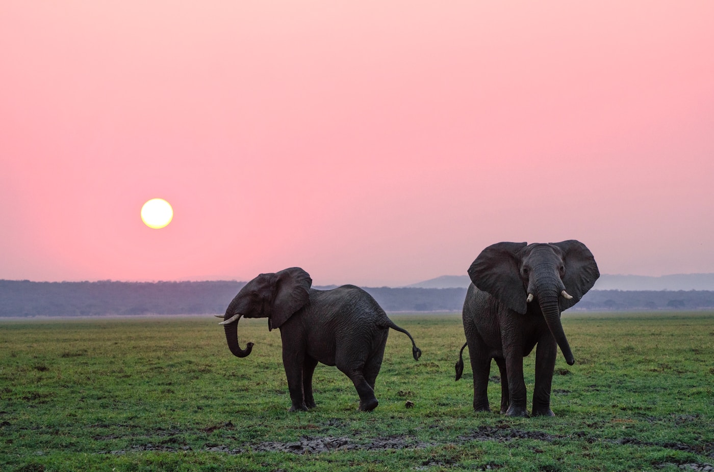 Exklusive Incentive-Ziele – Elefanten in der Savanne bei Sonnenuntergang