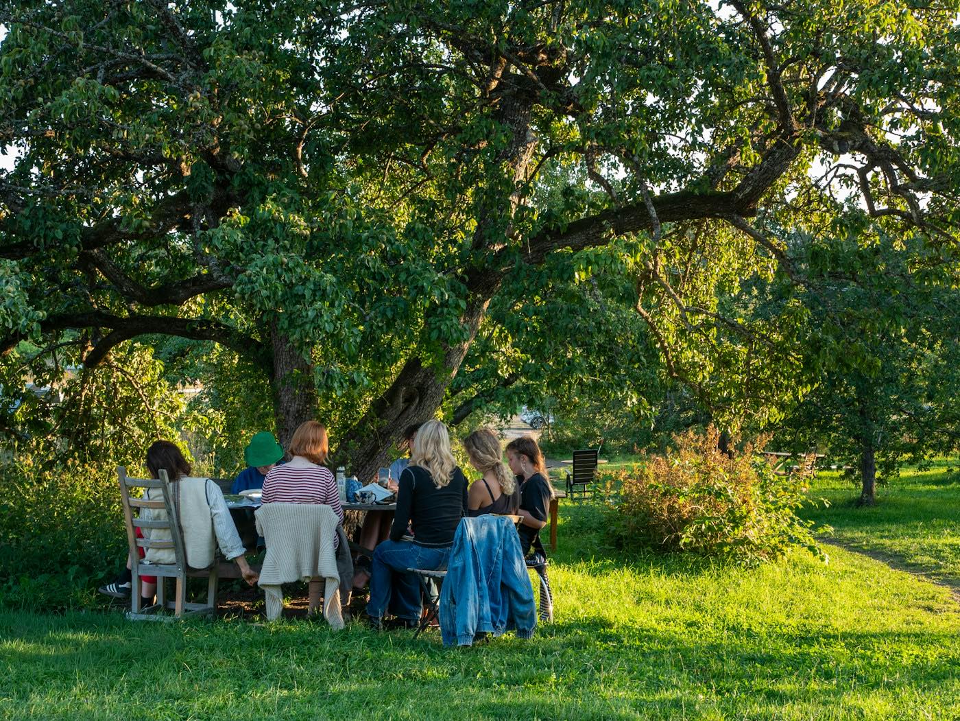 Firmen-Sommerfest – lange Tafel unter einem großen Baum im Abendlicht